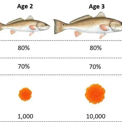 thumbnail for publication: Spawning Potential Ratio: A Key Metric for Managing Florida’s Fisheries